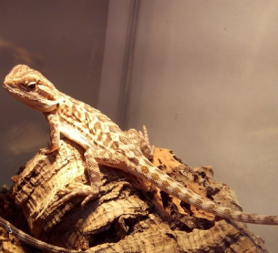 Бородатая агама Leatherback M (Pogona vitticeps)